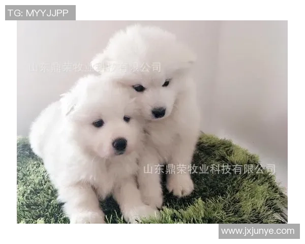 萨摩耶足球明星盘点及其在赛场上的精彩表现与成就分析